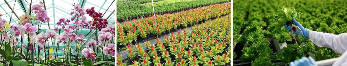 Dayton Garden Labels serves greenhouses, nurseries, field research